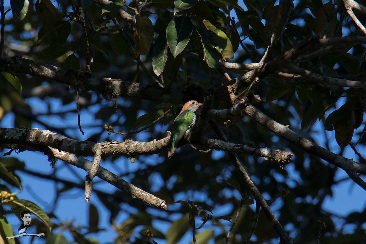 Asian Emerald Cuckoo - ML416370831