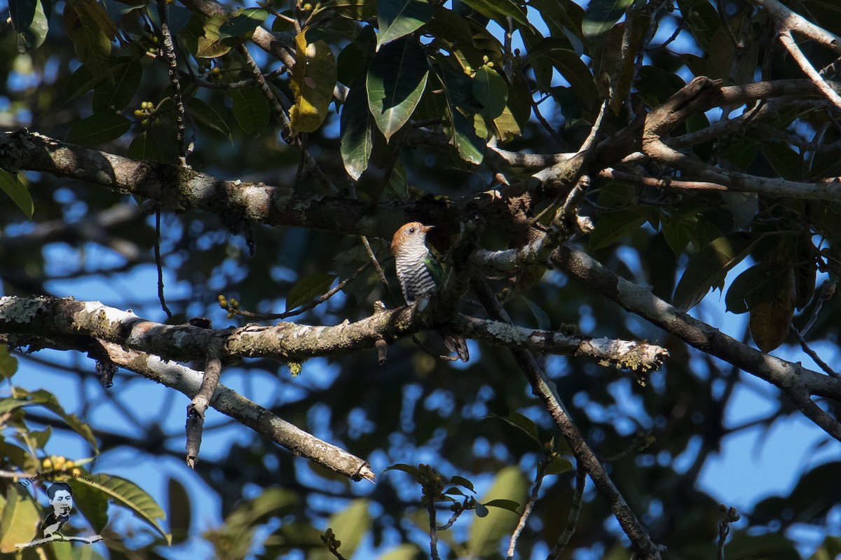 Asian Emerald Cuckoo - ML416370841