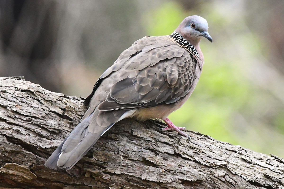 カノコバト（chinensis／tigrina） - ML416370871