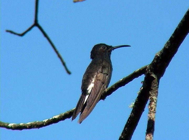 Colibrí Negro - ML416371091