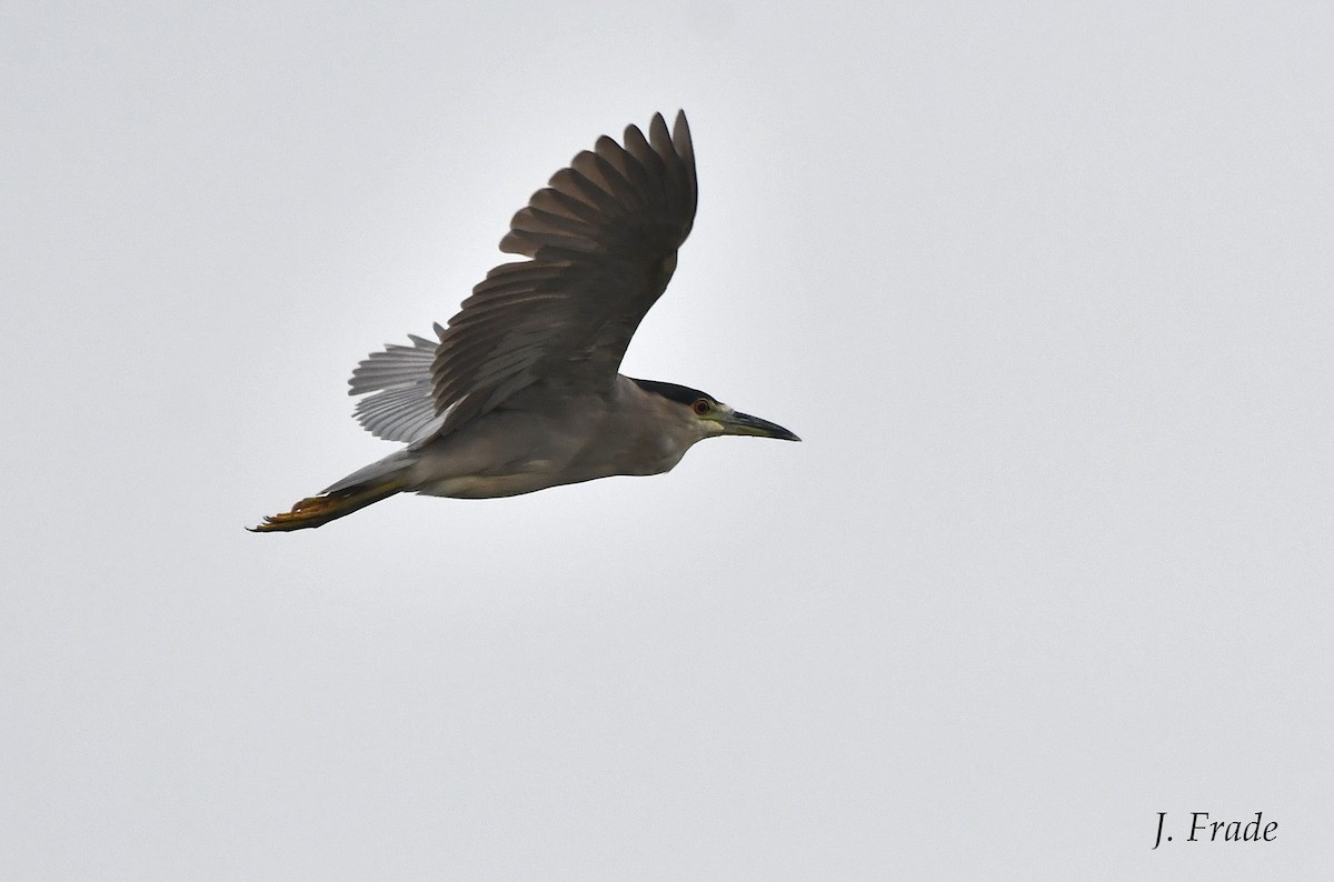 Black-crowned Night Heron - ML416371171