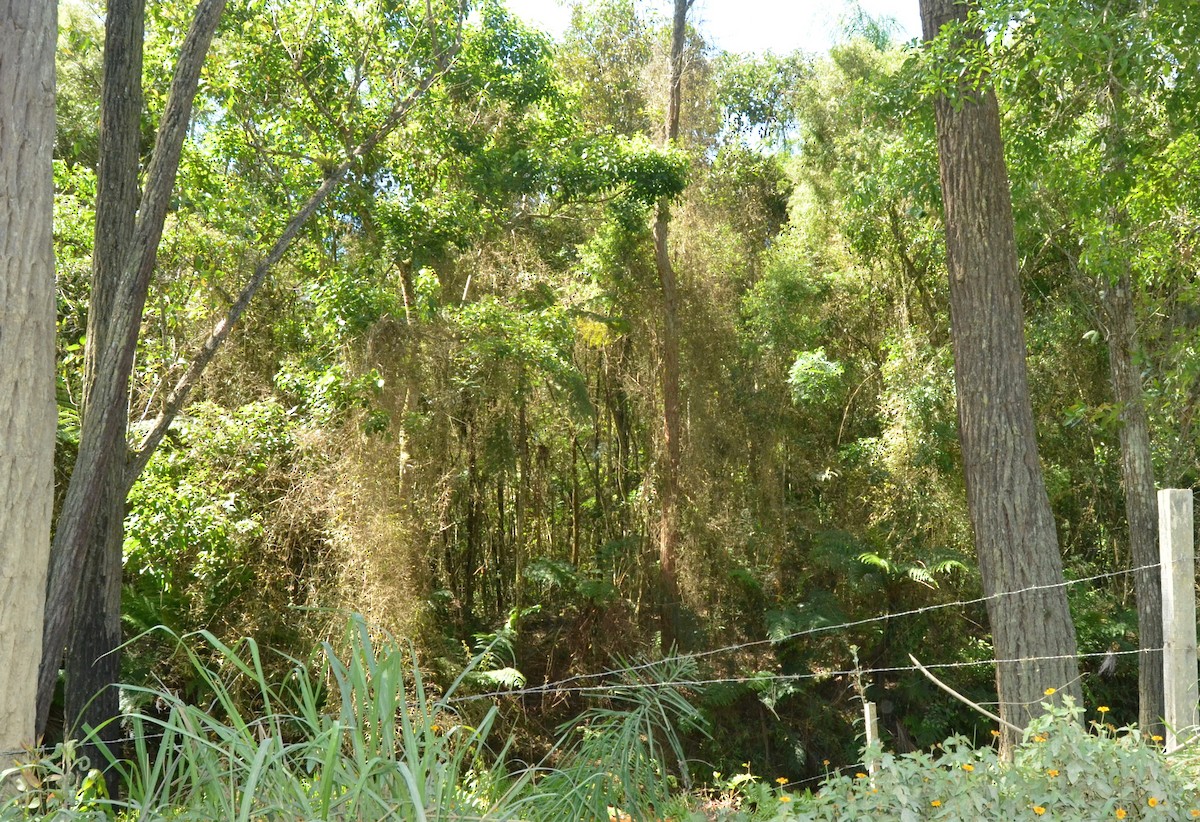 Temminck's Seedeater - ML41637151