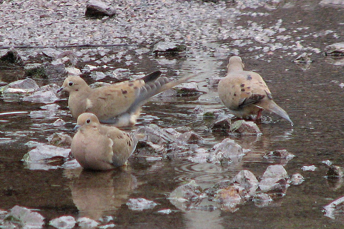 Mourning Dove - ML416371641