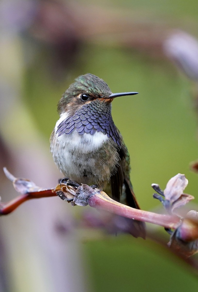 Volcano Hummingbird (Heliotrope-throated) - ML416371691