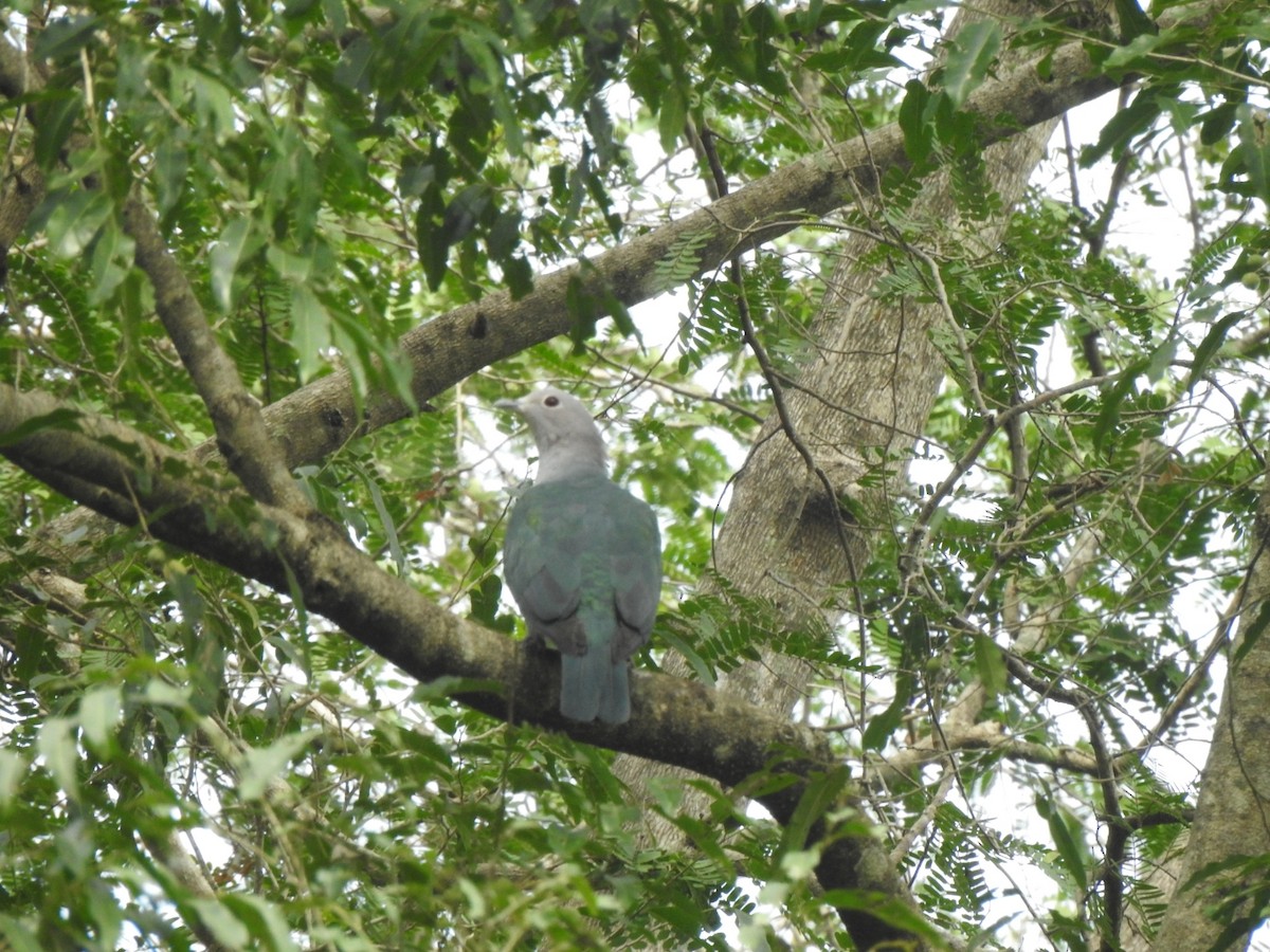 Green Imperial-Pigeon - ML416373731