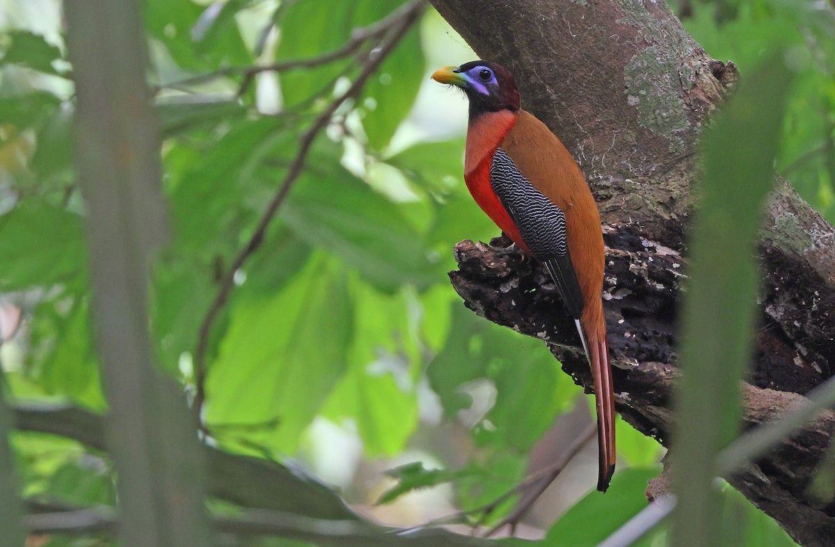 Philippine Trogon - Robert Hutchinson