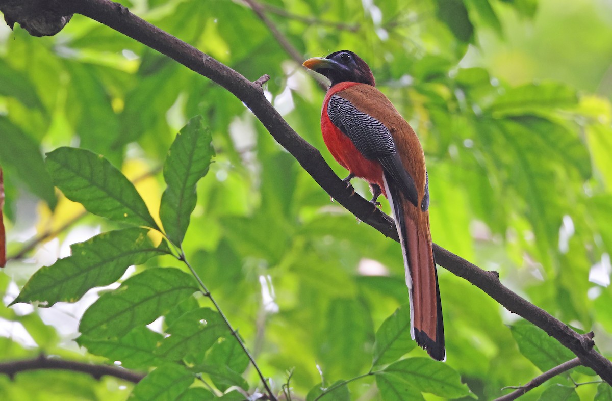 Philippine Trogon - ML416376631