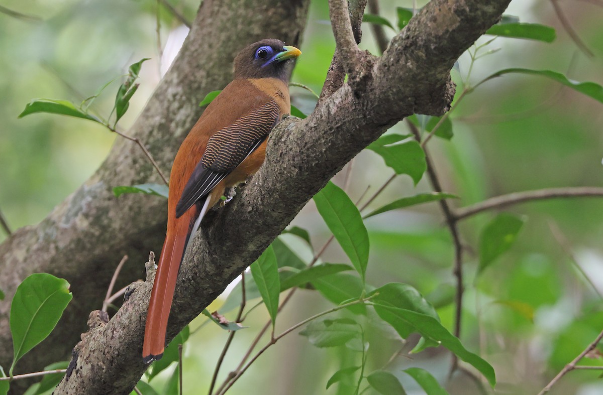 Philippine Trogon - Robert Hutchinson