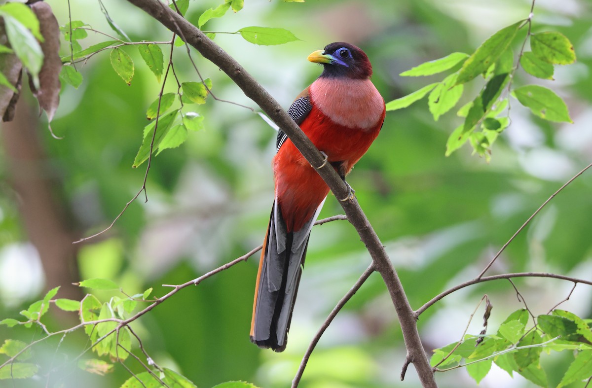 Philippine Trogon - ML416376671