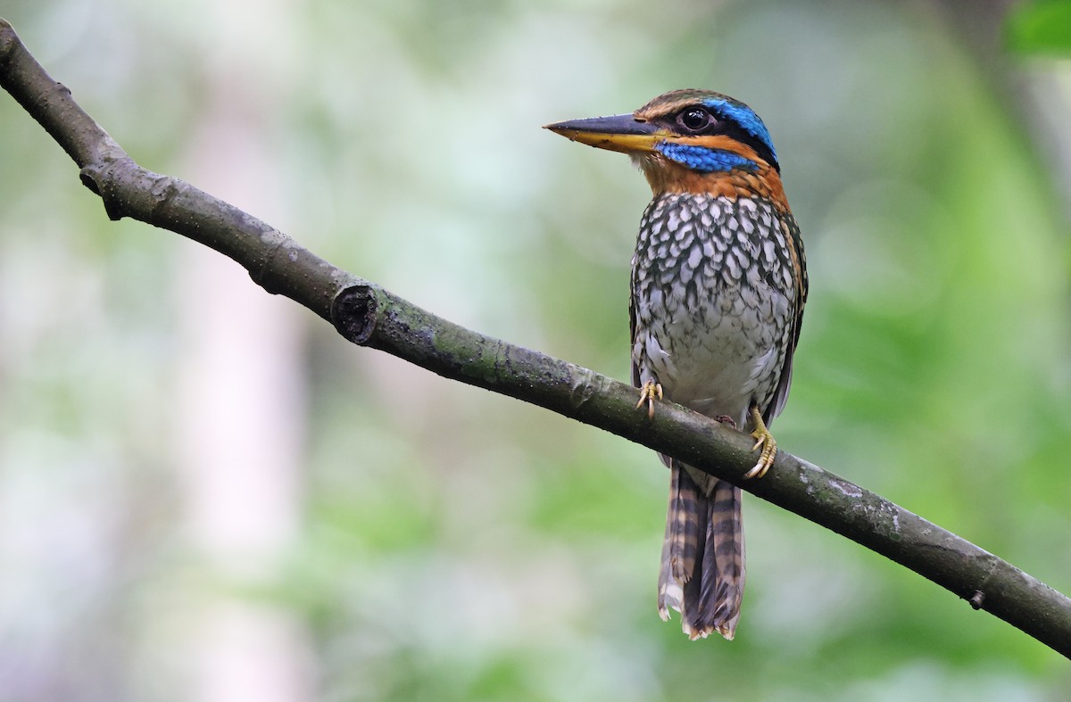 Spotted Kingfisher - ML416376731