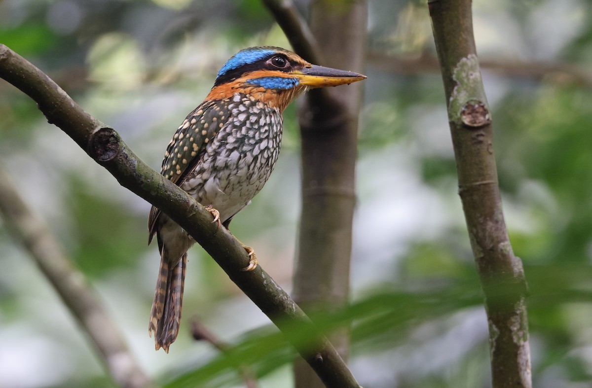 Spotted Kingfisher - ML416376741