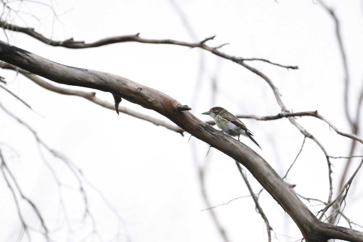 Gray Butcherbird - ML416377051
