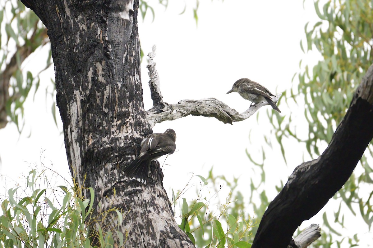 Gray Butcherbird - ML416377071
