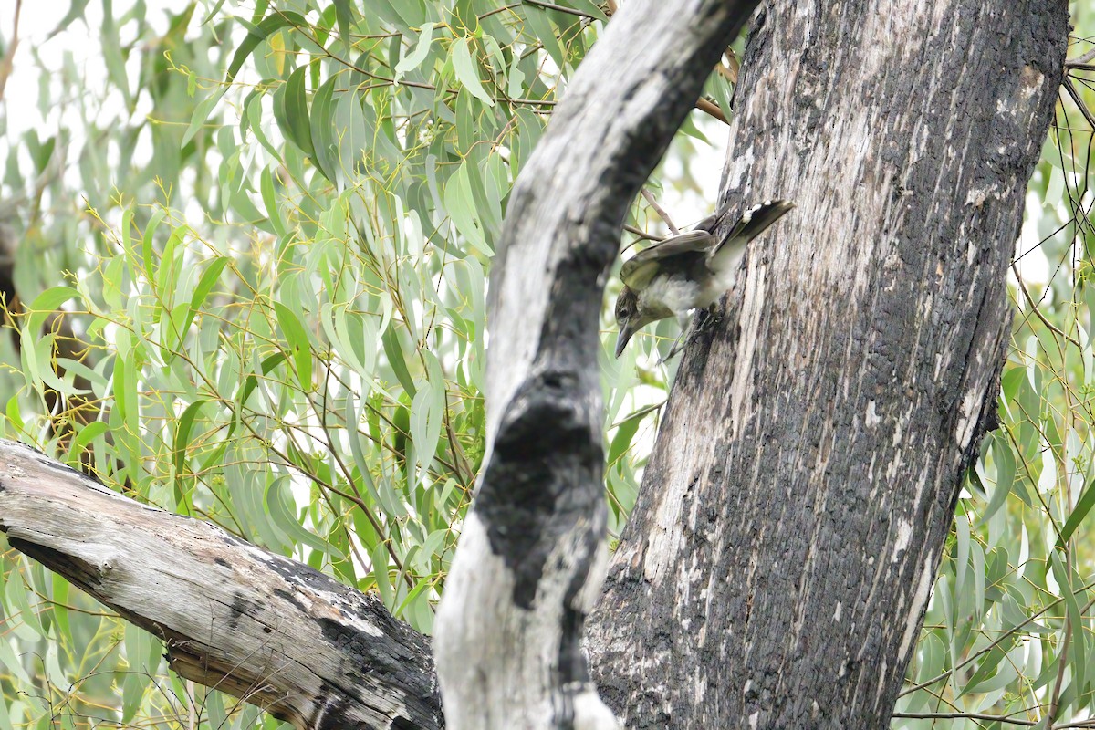 Gray Butcherbird - ML416377081