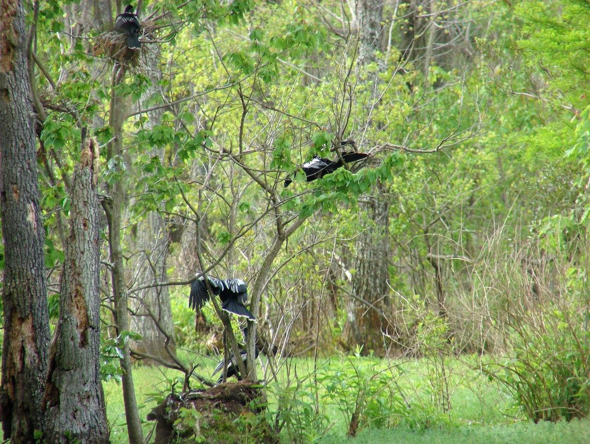 Anhinga - David Marjamaa