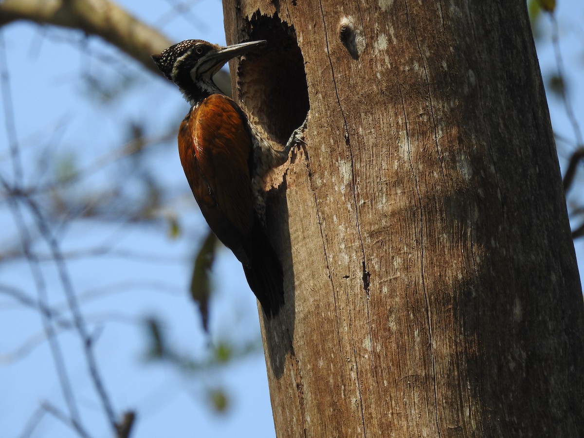 Greater Flameback - Manaswini Ghosal