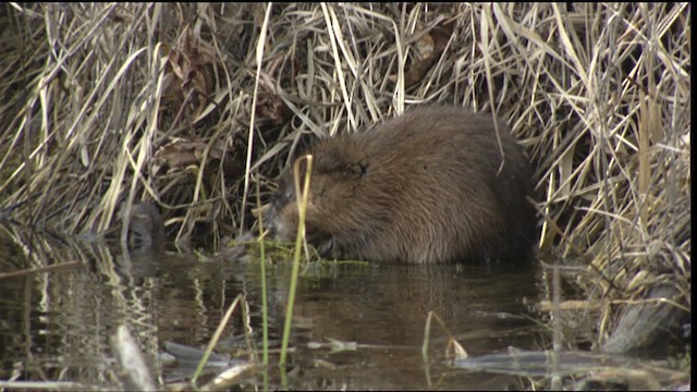 muskrat - ML416378