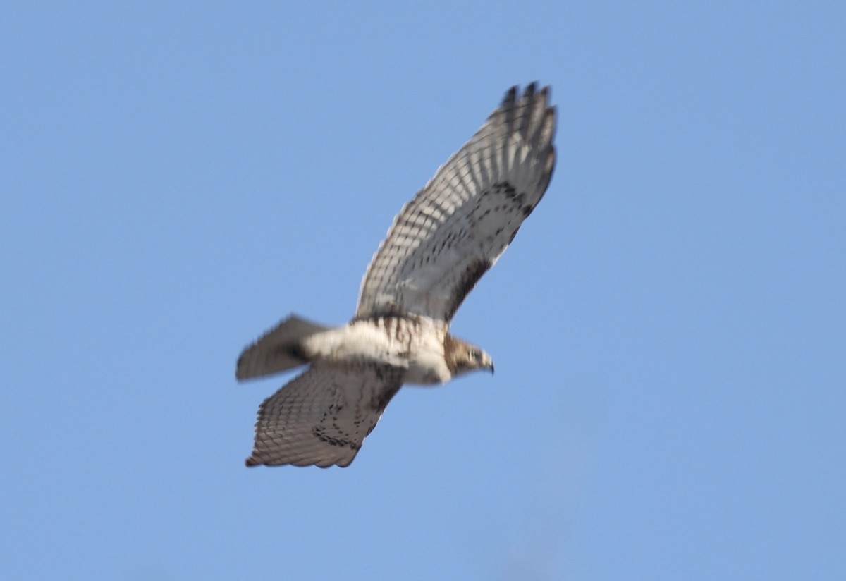 Red-tailed Hawk - ML416378691