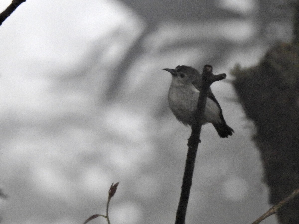 Nilgiri Flowerpecker - Hari Bharathi