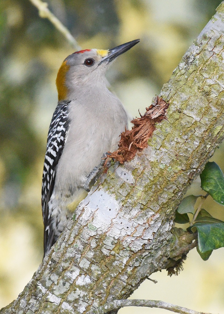 Golden-fronted Woodpecker - Steven Mlodinow