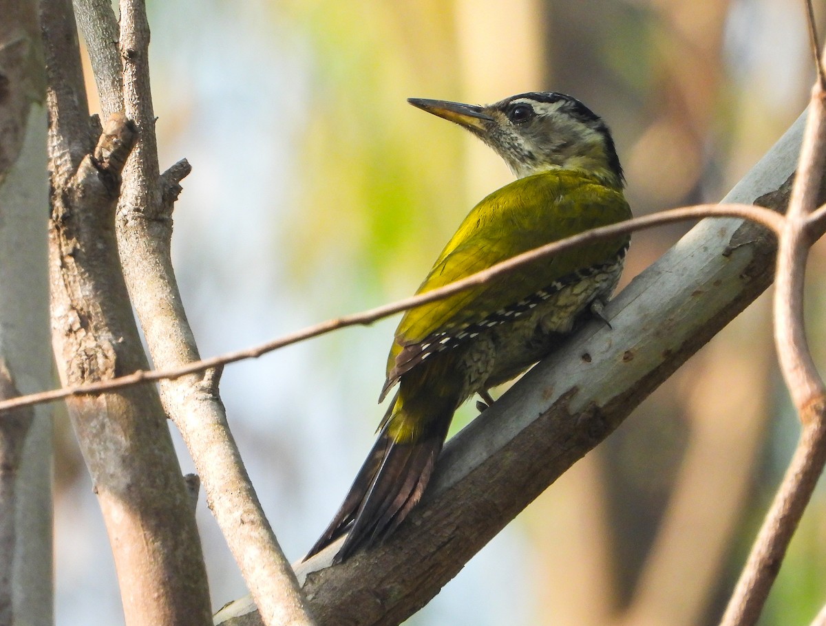 Streak-throated Woodpecker - ML416380411