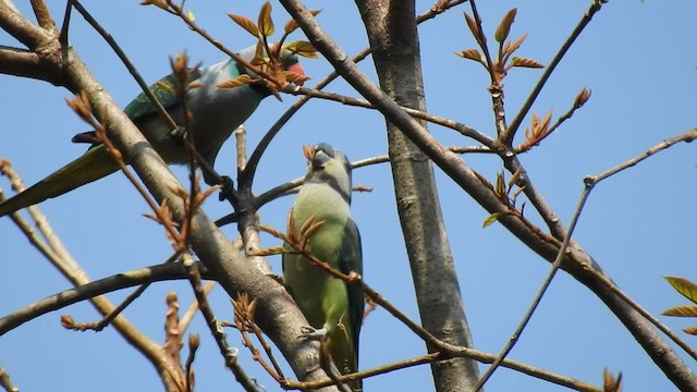 Malabar Parakeet - ML416381931