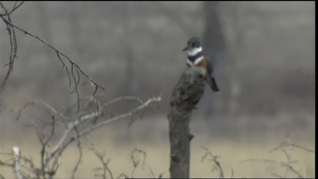 Martin-pêcheur d'Amérique - ML416382