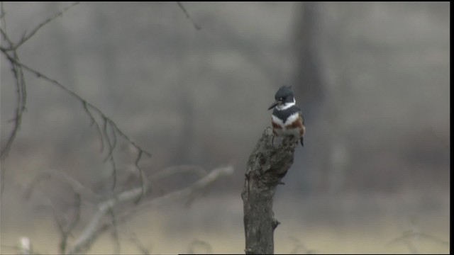 Martin-pêcheur d'Amérique - ML416383