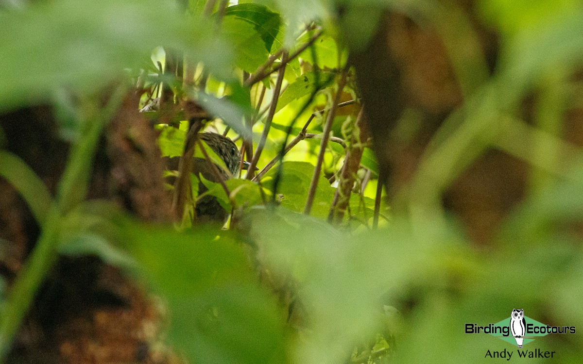 Javan Bush Warbler (Javan) - ML416383091