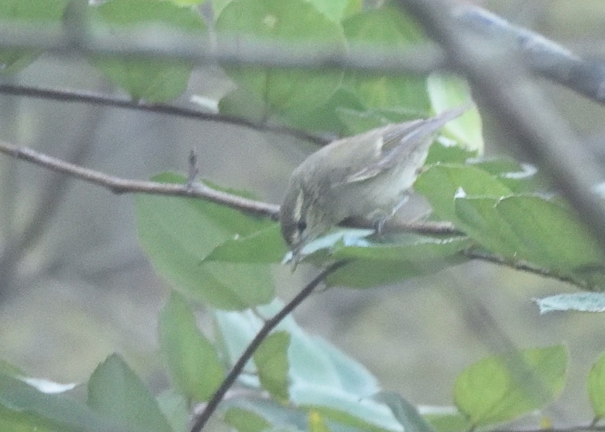 Phylloscopus sp. - ML416383251