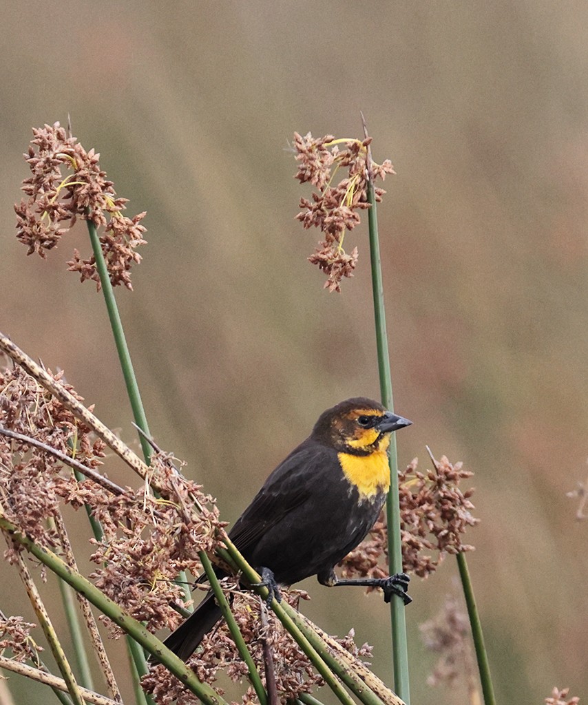 Yellow-headed Blackbird - manuel grosselet