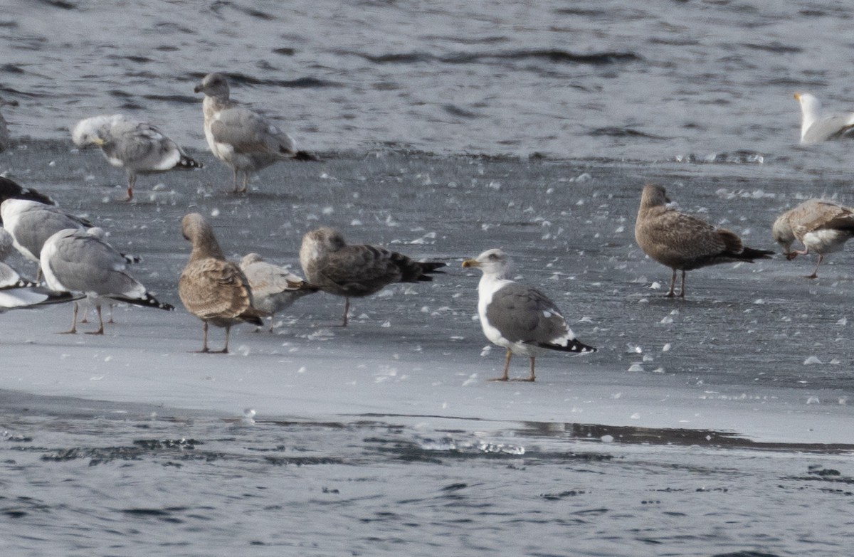 Lesser Black-backed Gull - ML416385901