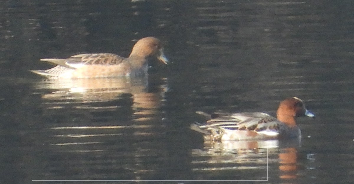 Eurasian Wigeon - ML416388501