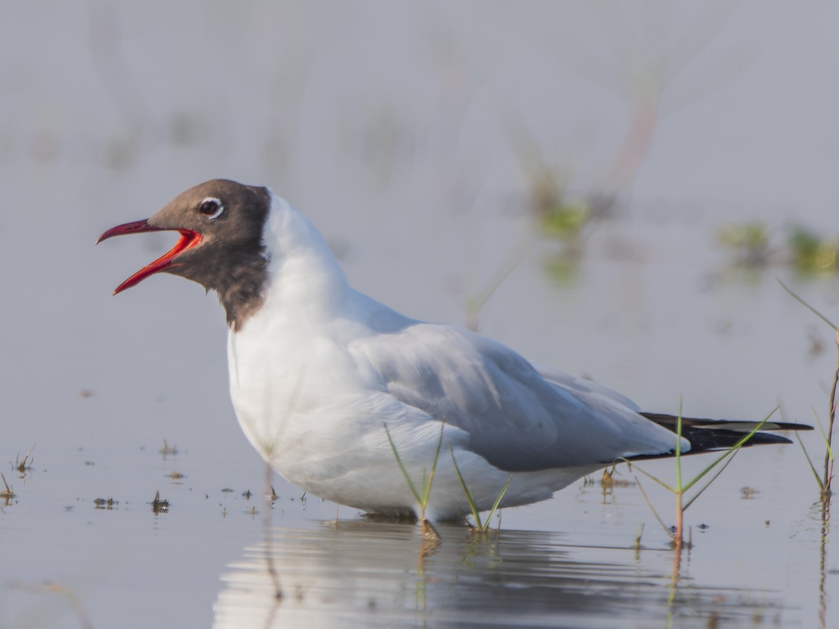 Brown-headed Gull - ML416388561