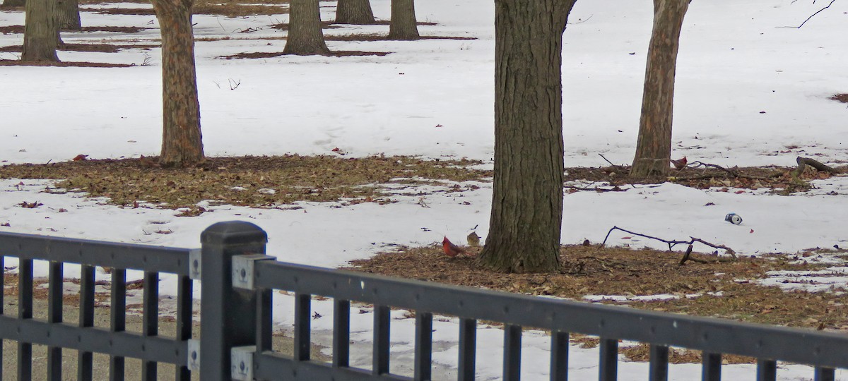 Northern Cardinal - ML416389911