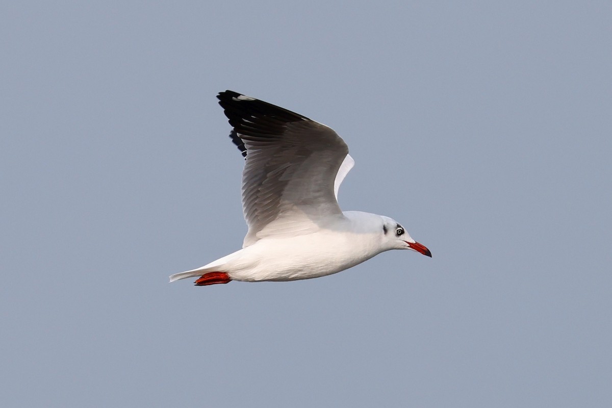 Brown-headed Gull - ML416390181