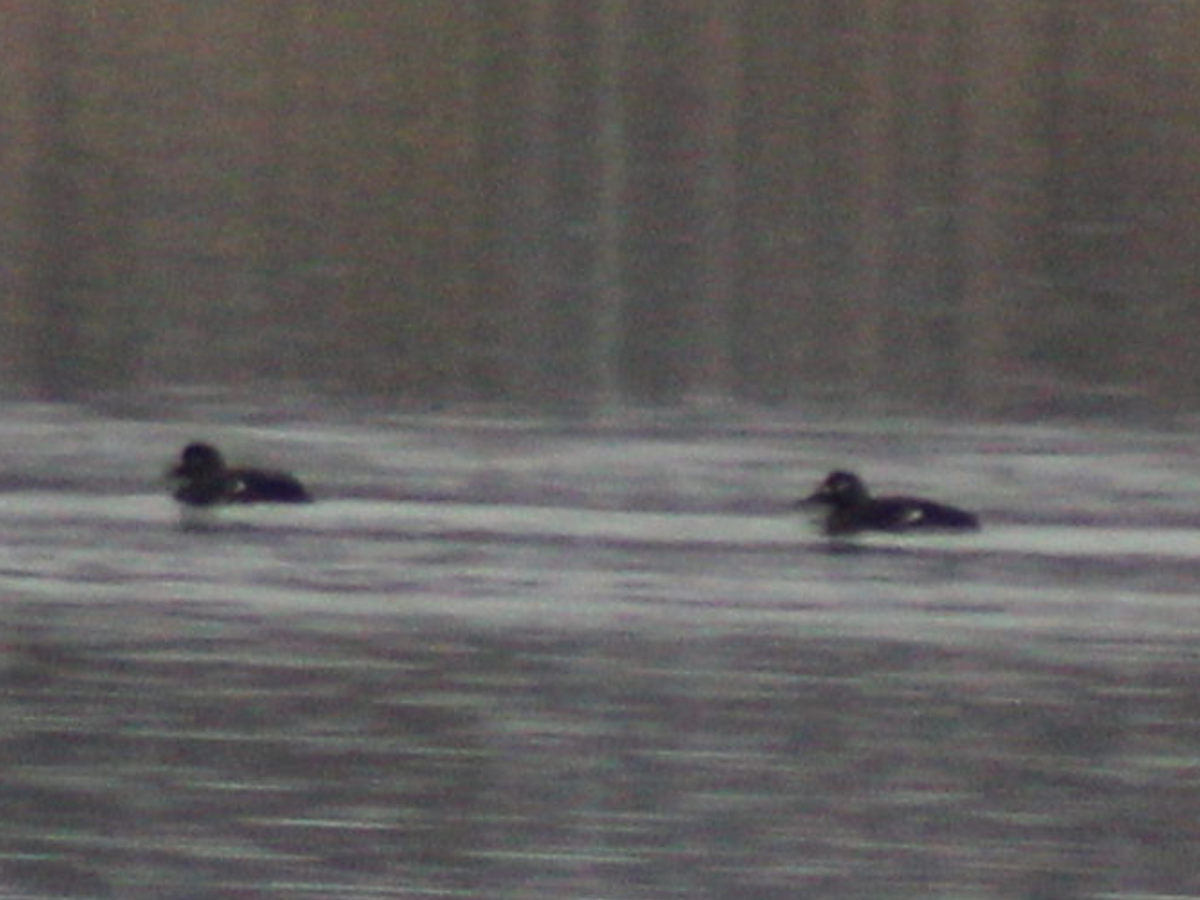 Velvet Scoter - ML416390251