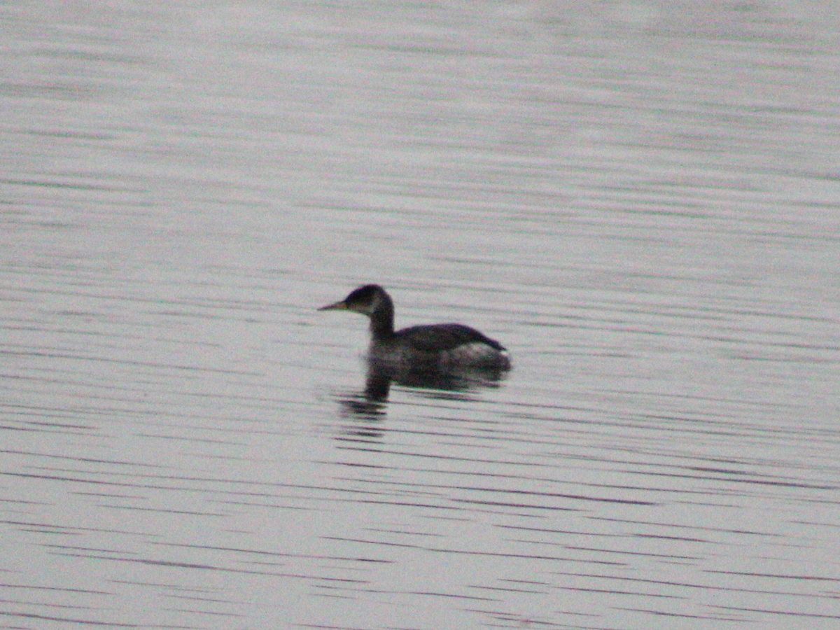 Red-necked Grebe - ML416390491