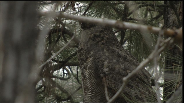 Great Horned Owl - ML416391