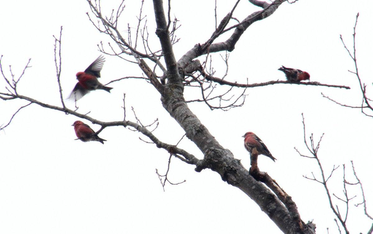 White-winged Crossbill - ML416391021