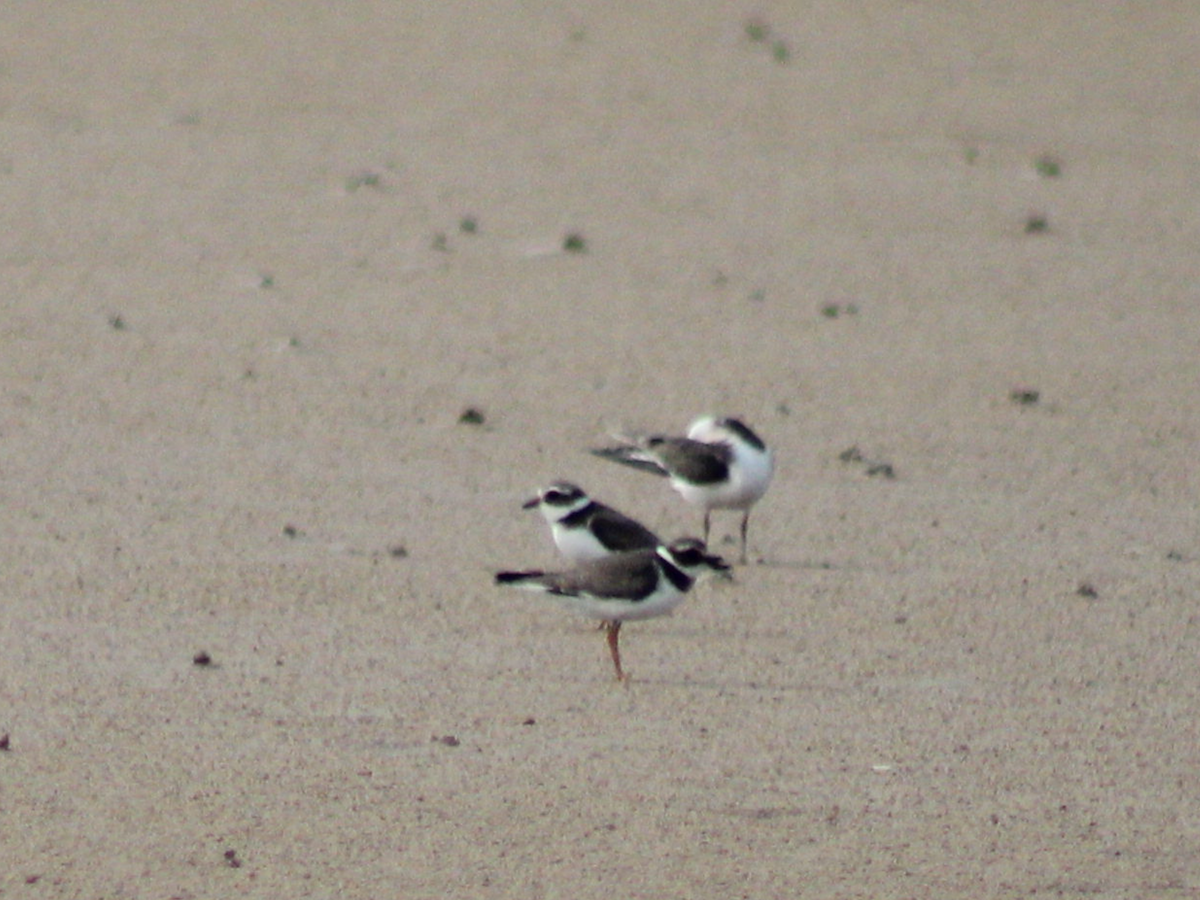 Common Ringed Plover - ML416393771