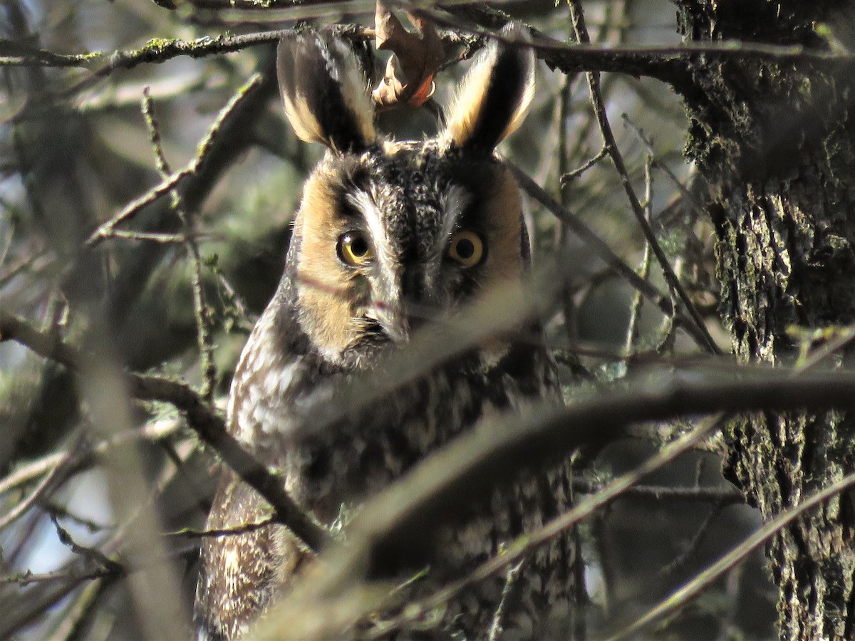 Long-eared Owl - ML416394011