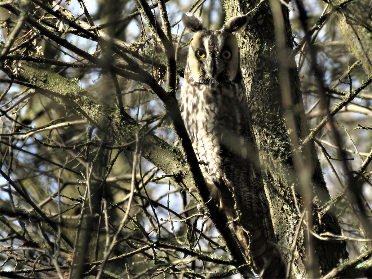 Long-eared Owl - ML416394021