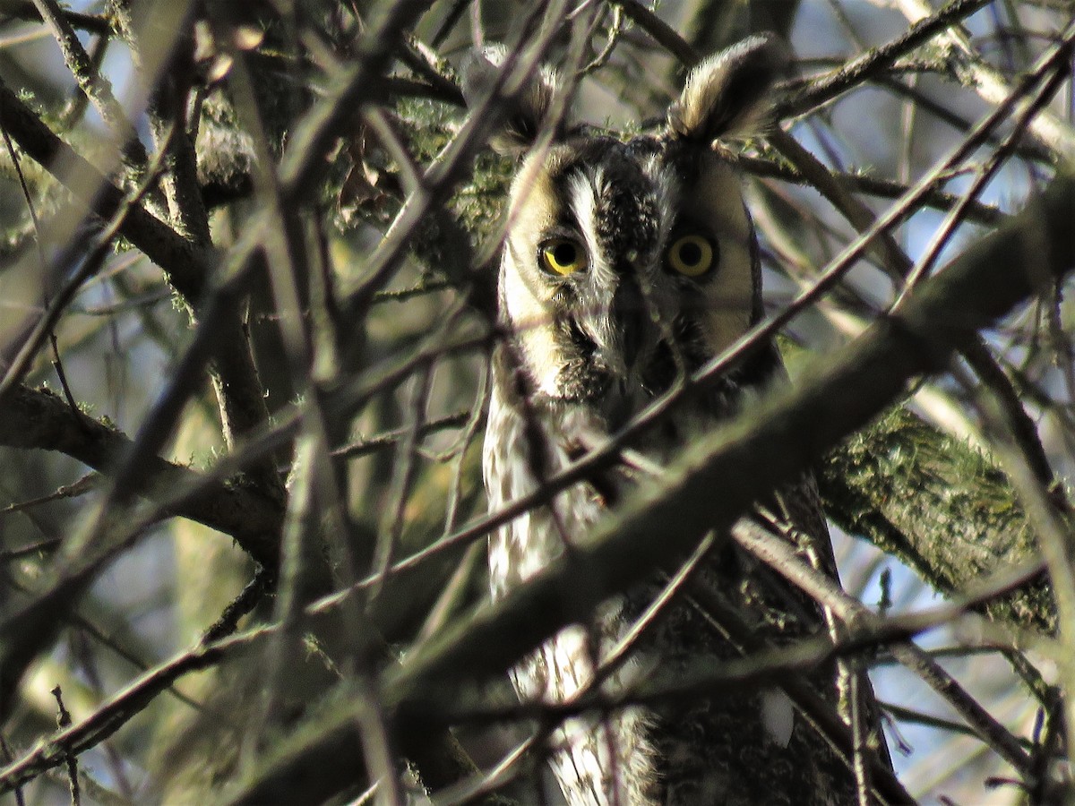 Long-eared Owl - ML416394031
