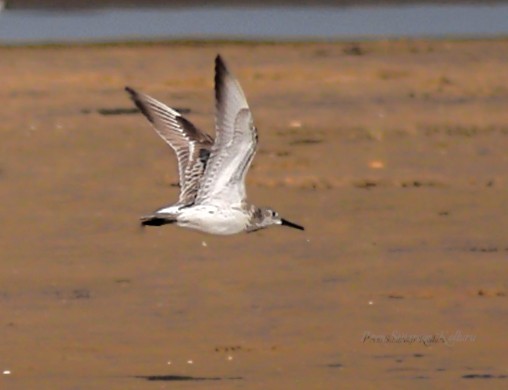 Great Knot - ML416394061