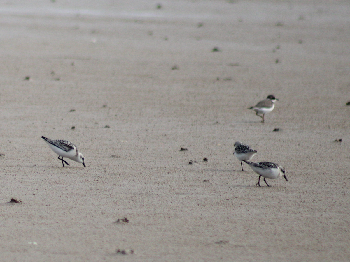 Bécasseau sanderling - ML416394091