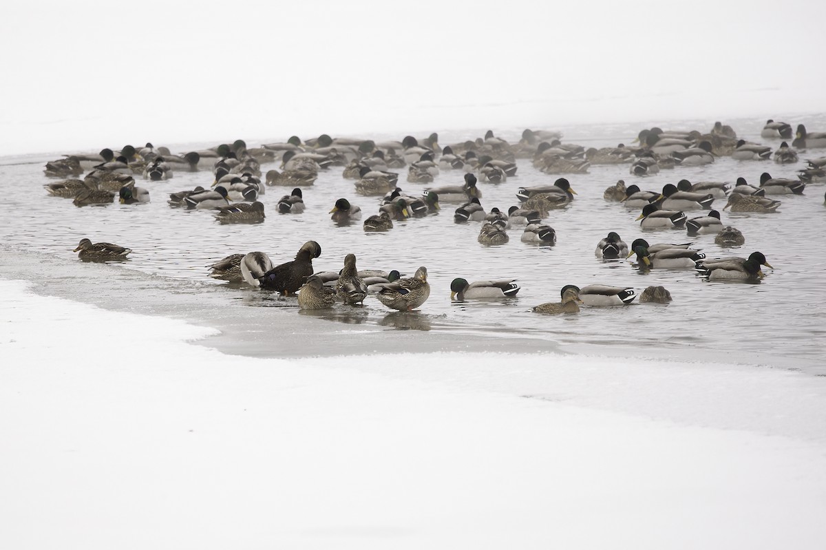 American Black Duck - Cam Nikkel