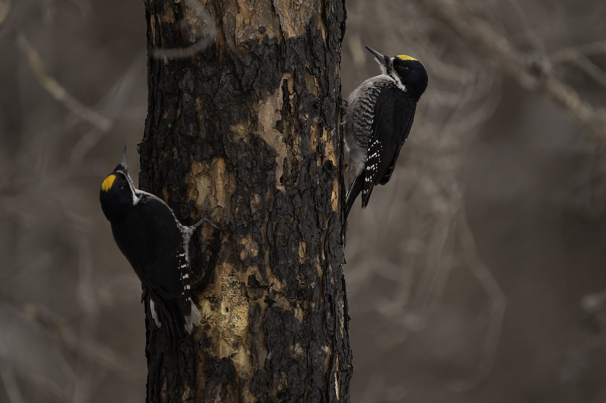 Black-backed Woodpecker - ML416395501