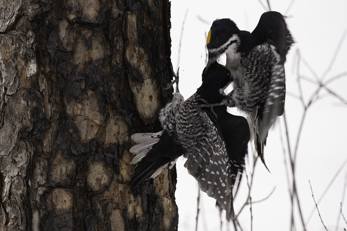 Black-backed Woodpecker - ML416395761