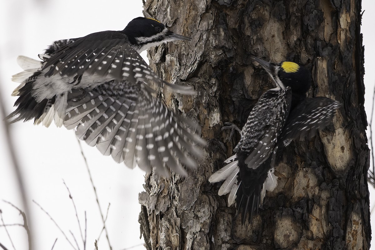 Black-backed Woodpecker - ML416395851